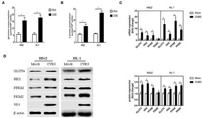 Coxsackievirus B3 infection induces glycolysis to facilitate viral replication